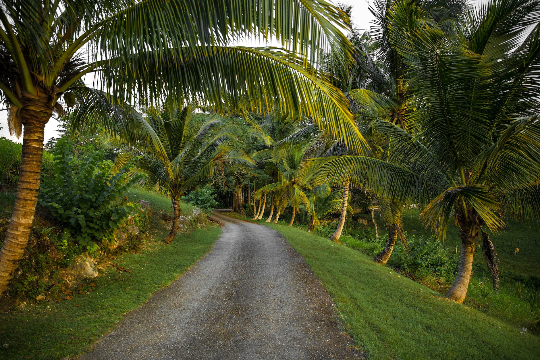 unpaved road surrounded by coconut trees